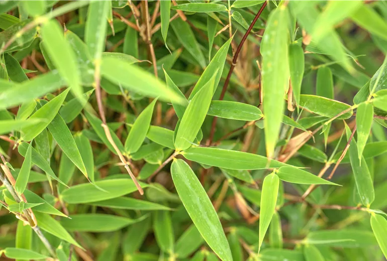 Fargesia 'Malachite Monkey'®