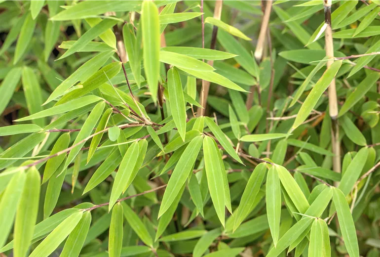 Fargesia nitida 'Volcano'
