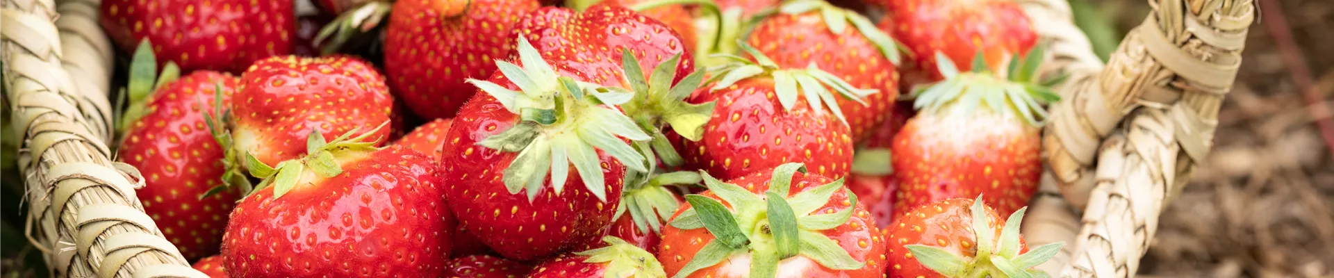 Fragaria x ananassa 'Malwina' Fragaria x ananassa 'Malwina'