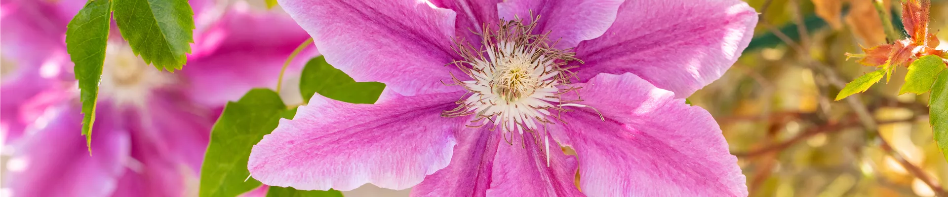 Clematis 'Dr. Ruppel' Clematis 'Dr. Ruppel'