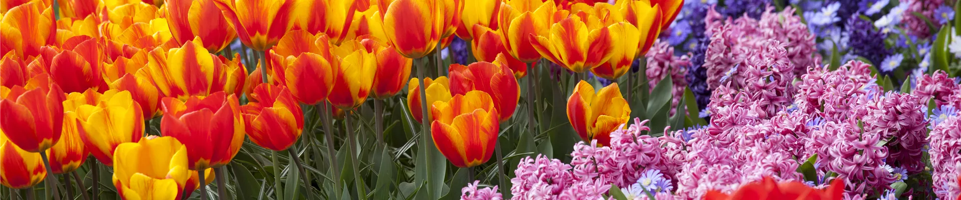 Buntes Zwiebelblumenbeet Buntes Zwiebelblumenbeet