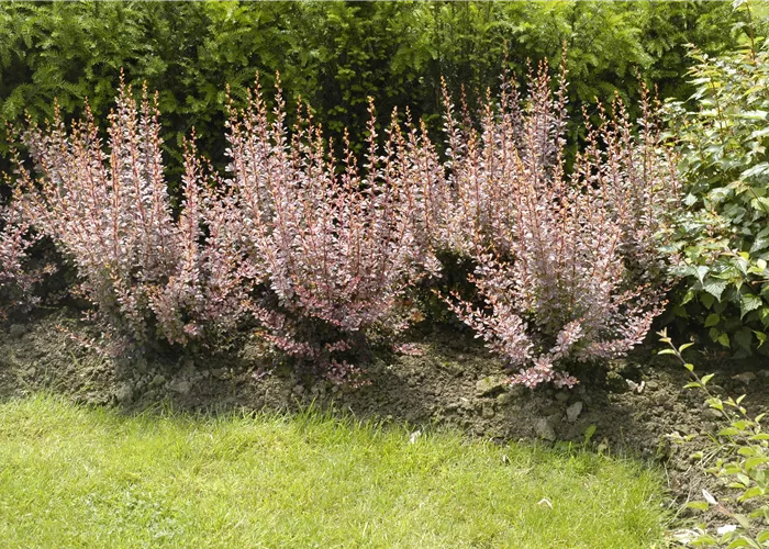Berberitzen bereichern den Garten in jeder Hinsicht Berberitzen bereichern den Garten in jeder Hinsicht