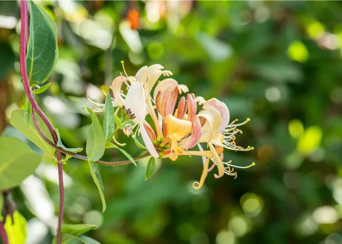 Die Vielfalt der Kletterpflanzen – Hoch hinaus in bunten Farben