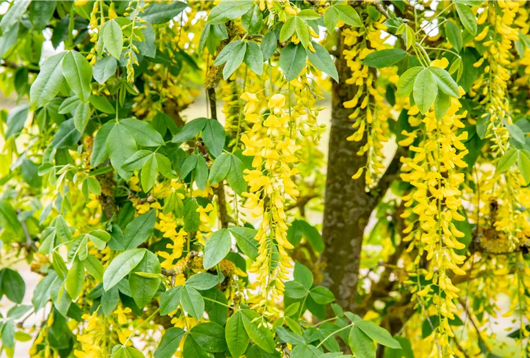Laburnum anagyroides 'Fastigiata'