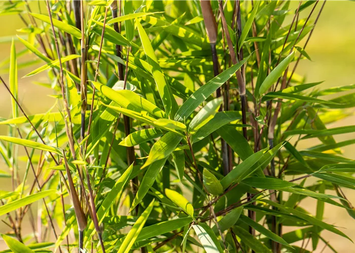 Bambus zurückschneiden und die asiatische Schönheit pflegen