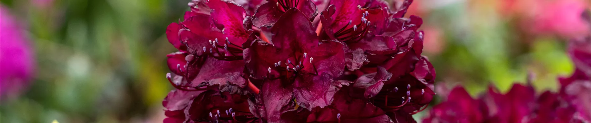 Rhododendron 'Cetewayo' Rhododendron 'Cetewayo'