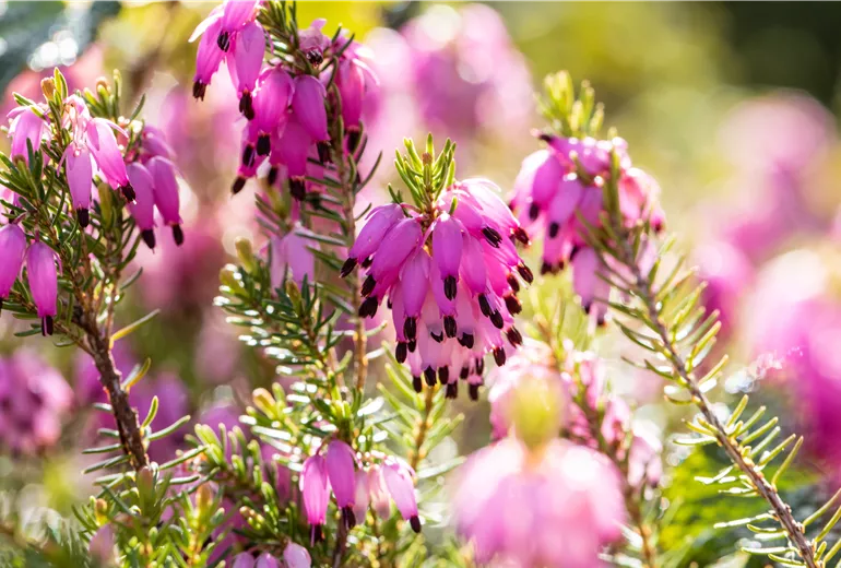 Erica carnea 'Gelderingen Gold'
