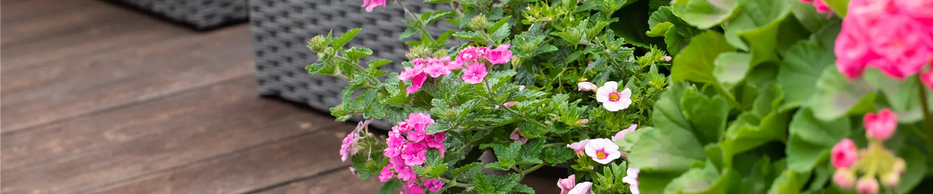 Blumenkübel mit Geranien Blumenkübel mit Geranien