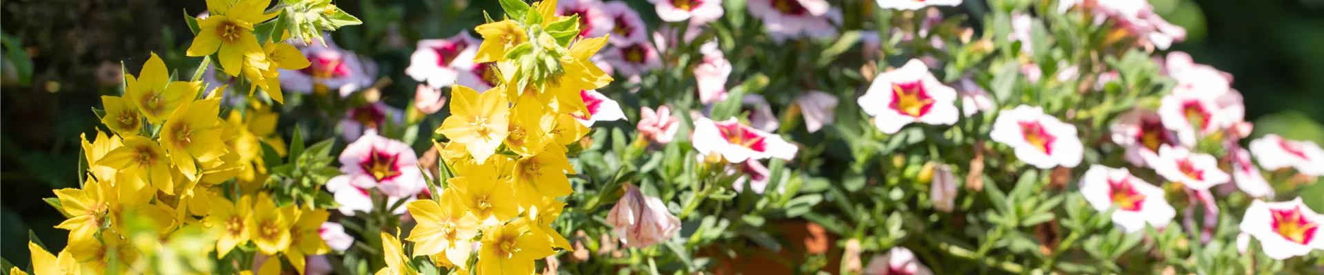 Zauberglöckchen Zauberglöckchen