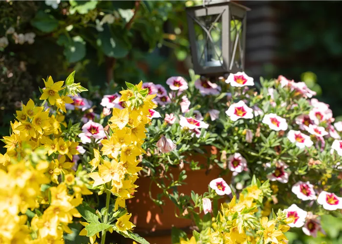 Beet- und Balkonpflanzen kaufen ist immer eine gute Idee Beet- und Balkonpflanzen kaufen ist immer eine gute Idee