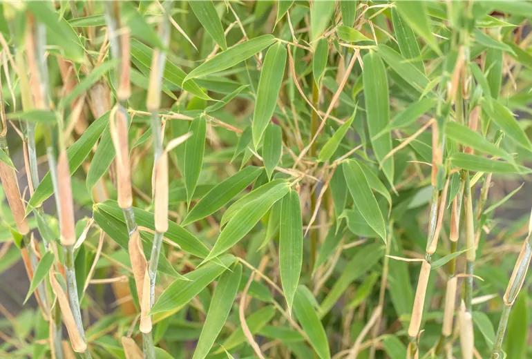 Fargesia murielae 'Standing Stone'®