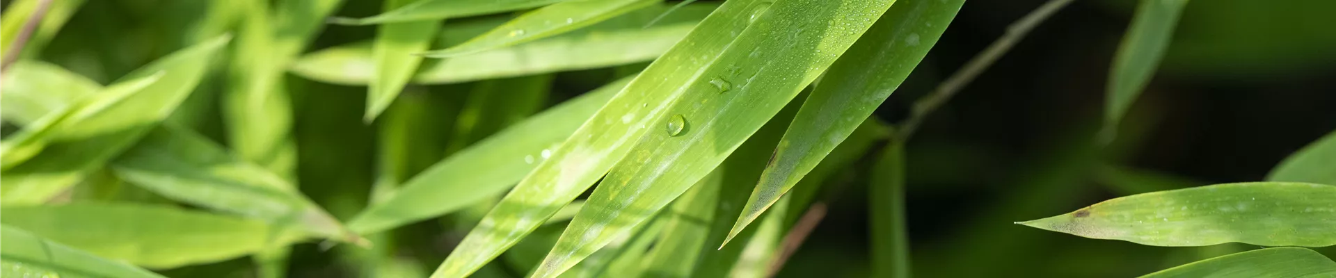 Fargesia nitida 'Black Pearl' Fargesia nitida 'Black Pearl'