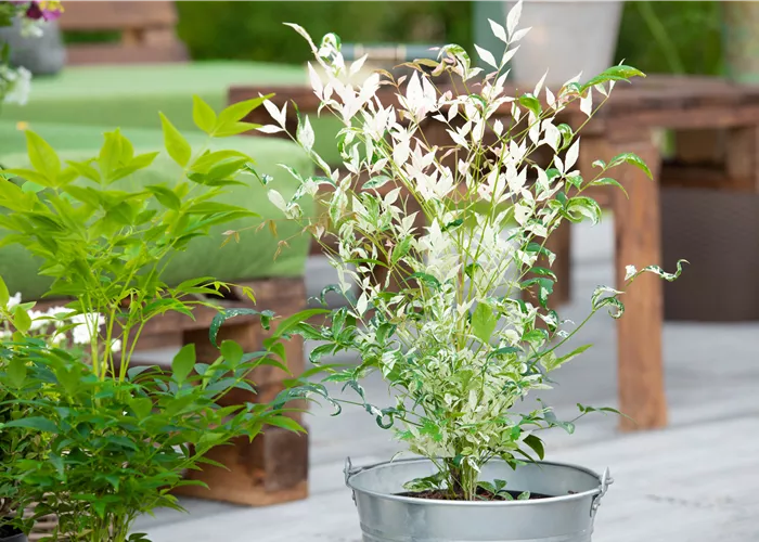 Bambus pflegen und Garten und Balkon verschönern Bambus pflegen und Garten und Balkon verschönern