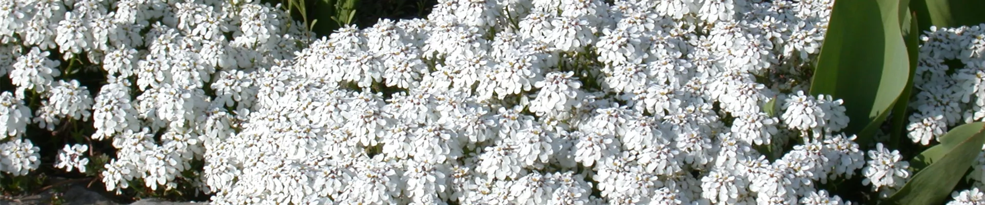 Iberis sempervirens Iberis sempervirens