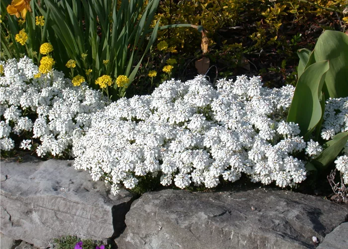 Bodendecker pflanzen und den Garten begrünen Bodendecker pflanzen und den Garten begrünen