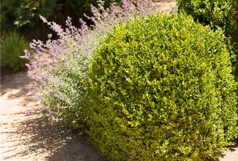 Buxus sempervirens var. arborescens, Kugel