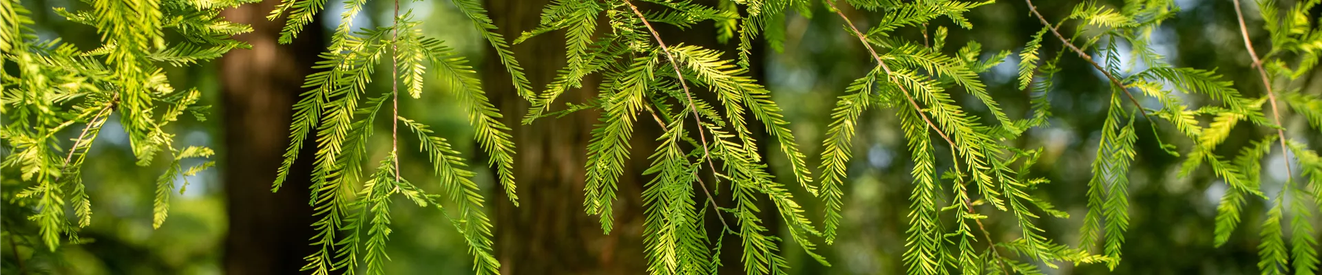 Taxodium distichum Rick. Taxodium distichum Rick.