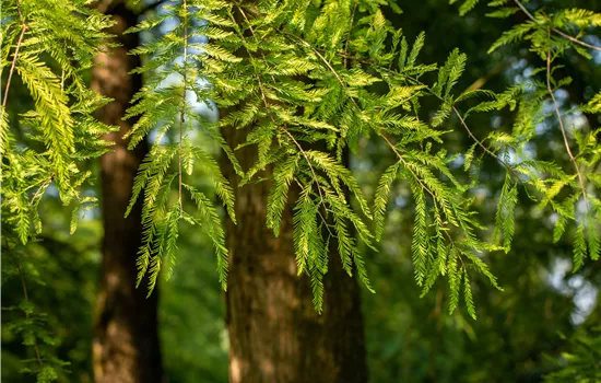 Die beliebtesten Nadelgehölze – Stars mit Nadeln im Garten Die beliebtesten Nadelgehölze – Stars mit Nadeln im Garten