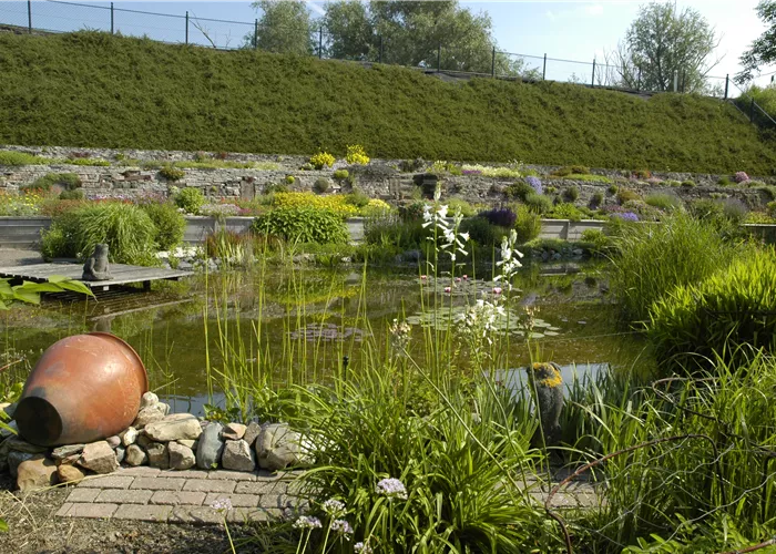Den Gartenteich bepflanzen mit den schönsten Kandidaten