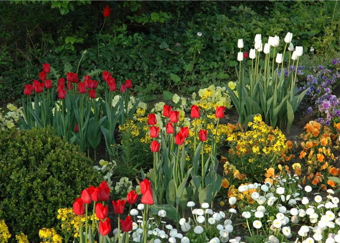 Blumenzwiebeln kaufen und Garten und Co. bunt gestalten Blumenzwiebeln kaufen und Garten und Co. bunt gestalten