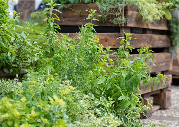 Die beliebtesten Kräuter- und Gemüsepflanzen für Garten und Co.