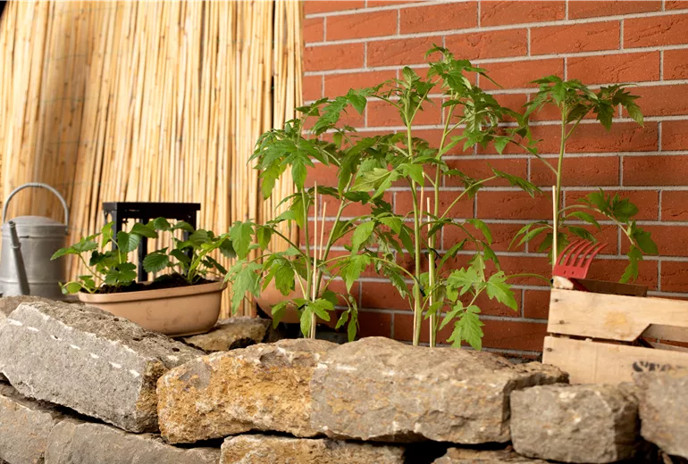 Tomatenjungpflanzen im Beet