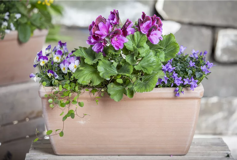 Pelargonium, Viola cornuta, Campanula 'Napoli' (Blumenmix Topf)