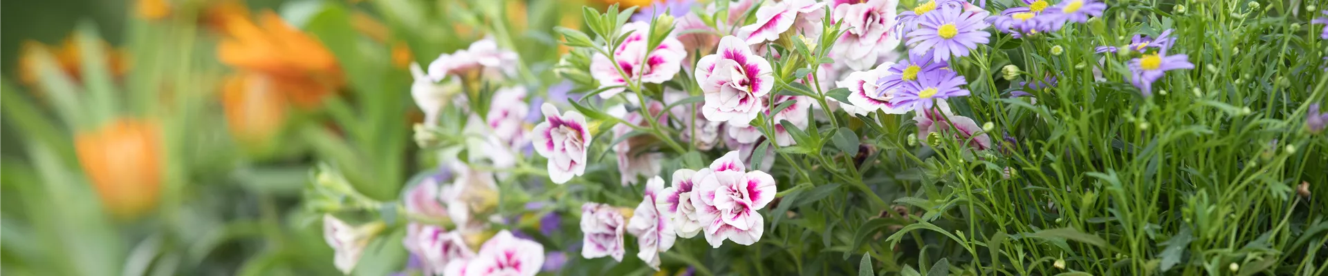 Calibrachoa 'PinkTastic' Calibrachoa 'PinkTastic'