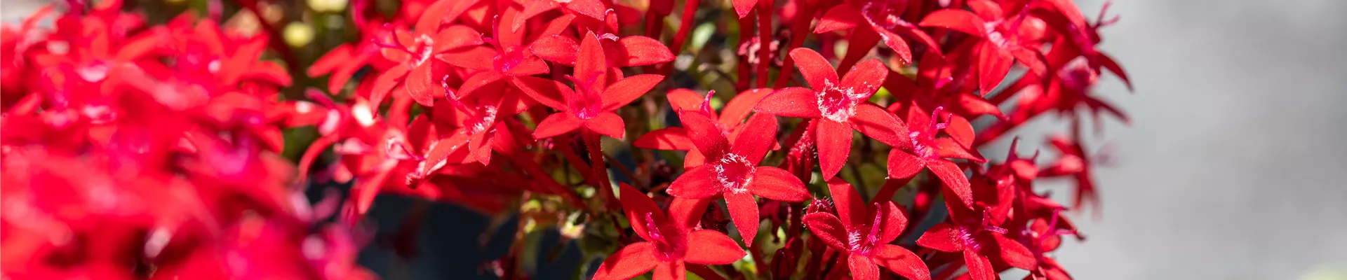 Pentas lanceolata, rot Pentas lanceolata, rot