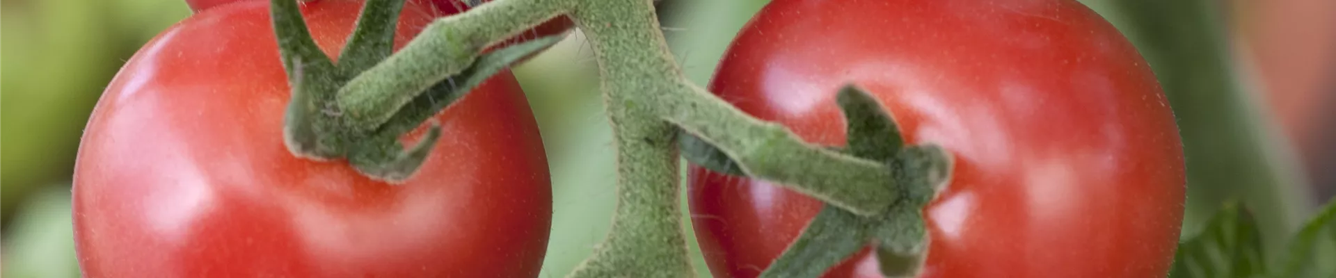 Solanum lycopersicum Rhianna F1 Solanum lycopersicum Rhianna F1