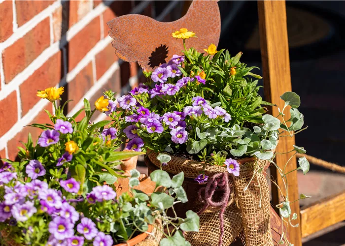 Beet- und Balkonpflanzen pflegen und bunte Blüten bewundern Beet- und Balkonpflanzen pflegen und bunte Blüten bewundern