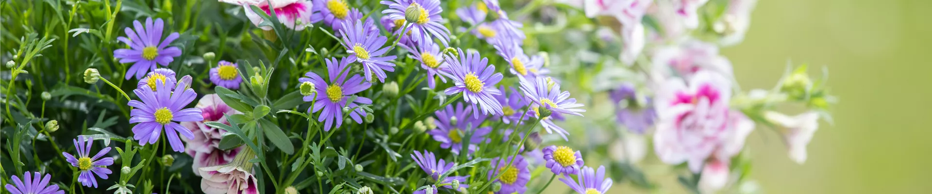 Calibrachoa 'PinkTastic'; Brachyscome multifida 'Mauve Delight' Calibrachoa 'PinkTastic'; Brachyscome multifida 'Mauve Delight'