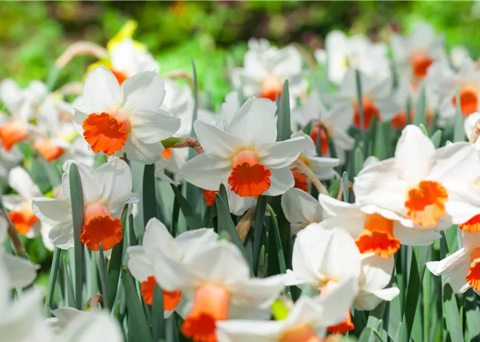 Alpenveilchen als Highlight in Haus und Garten Alpenveilchen als Highlight in Haus und Garten