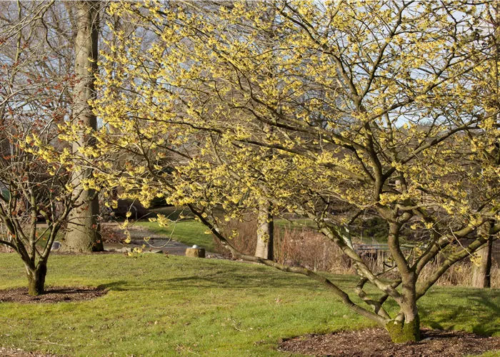 Eine Zaubernuss als Bereicherung im eigenen Garten