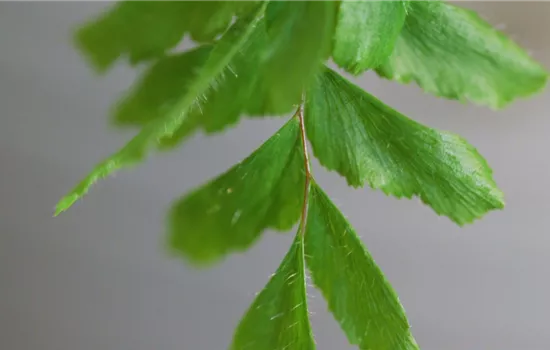 Frauenhaarfarn - Umtopfen Frauenhaarfarn - Umtopfen