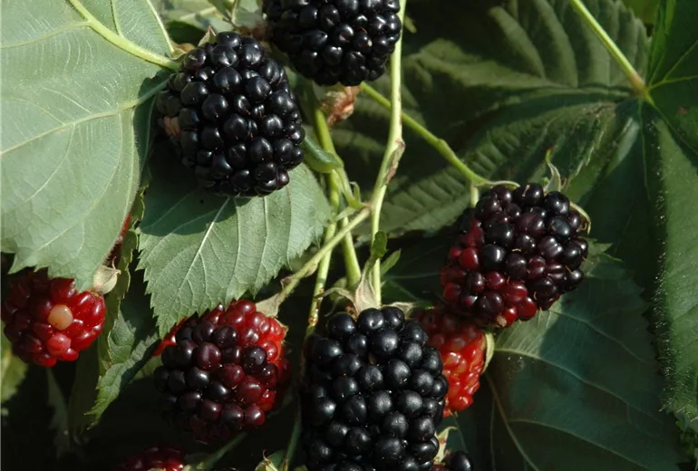 Rubus fruticosus 'Apache'