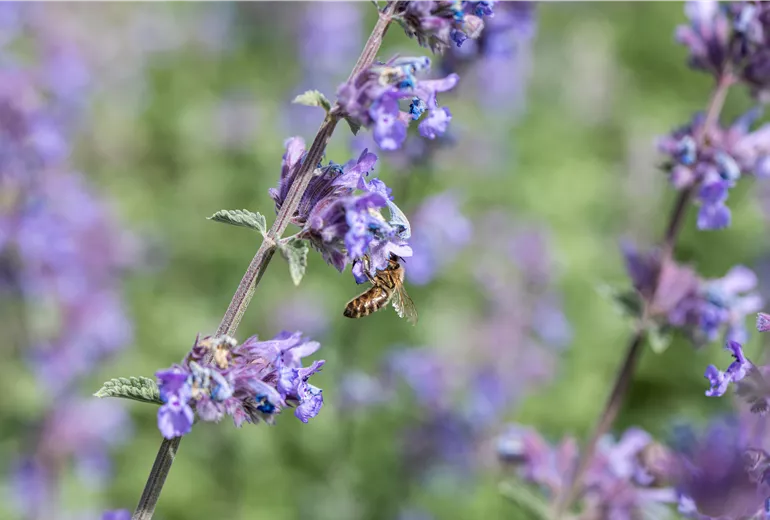 Nepeta x faassenii 'Walker´s Low'