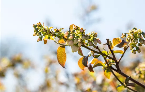 Beerensträucher pflegen – So gibt es bald viele leckere Snacks Beerensträucher pflegen – So gibt es bald viele leckere Snacks