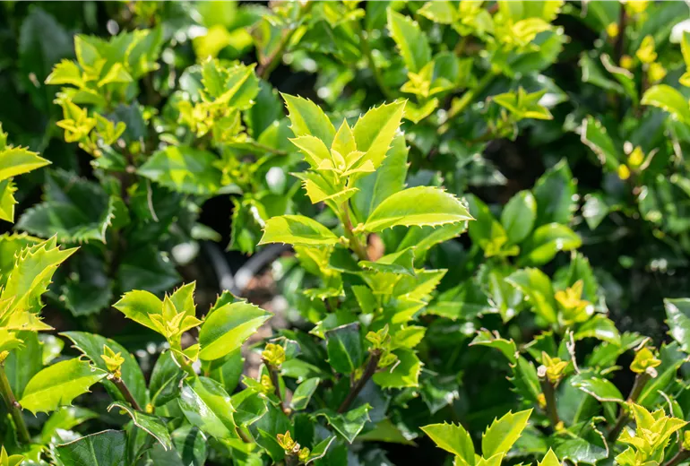 Ilex meserveae 'Heckenstar'(s)
