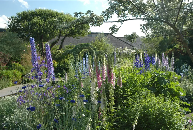 Staudenbeet mit Rittersporn und Fingerhut