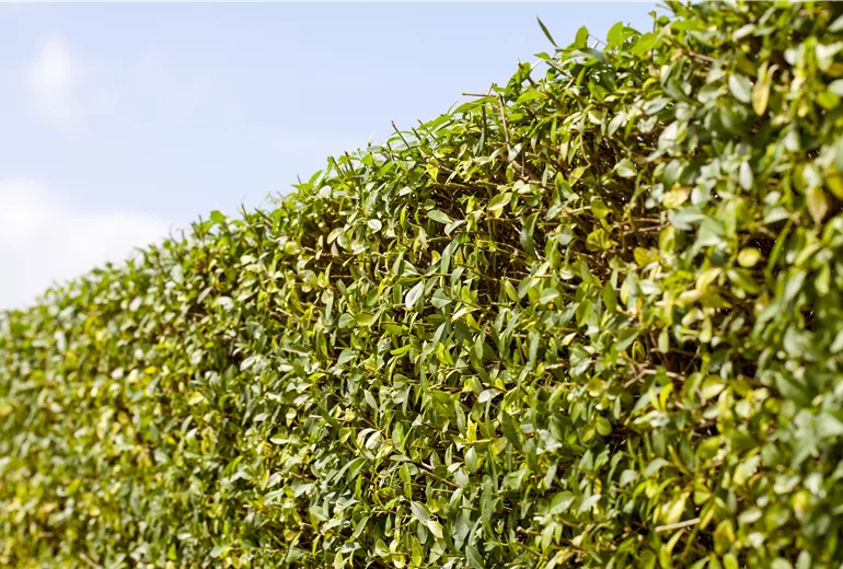 Ligustrum vulgare - Hecke