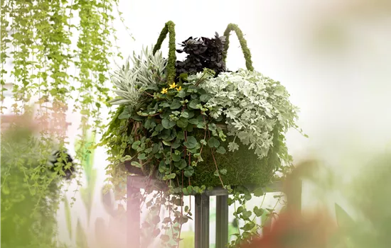 Blattschmuckpflanzen sorgen für Ruhe und Harmonie im Garten Blattschmuckpflanzen sorgen für Ruhe und Harmonie im Garten