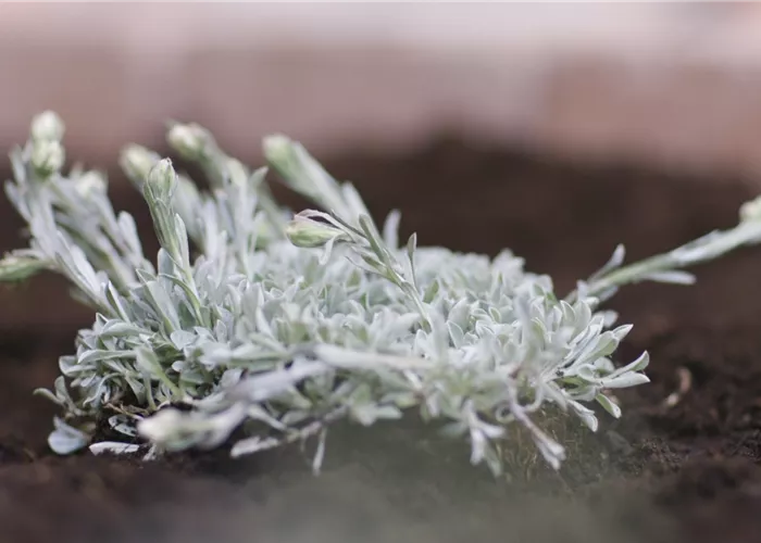 Katzenpfötchen - Einpflanzen im Garten