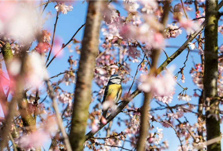 Blaumeise in blühender Kirsche