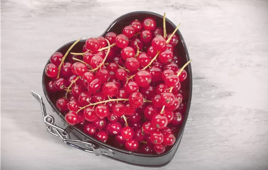 Johannisbeeren – Leckere Snacks für große und kleine Naschkatzen Johannisbeeren – Leckere Snacks für große und kleine Naschkatzen