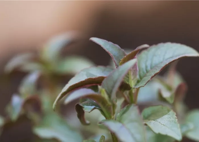 Minzblättrige Indianernessel - Einpflanzen im Garten