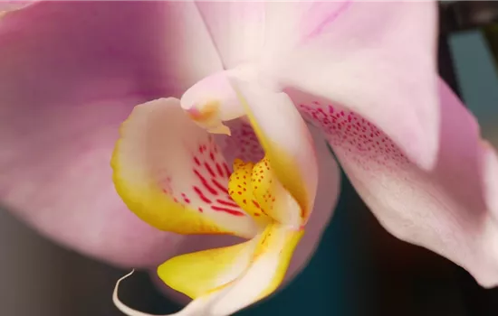 Zimmerpflanzenportrait - Orchidee Zimmerpflanzenportrait - Orchidee