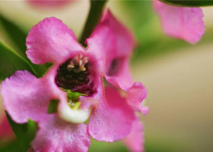 Angelonia - Einpflanzen im Garten