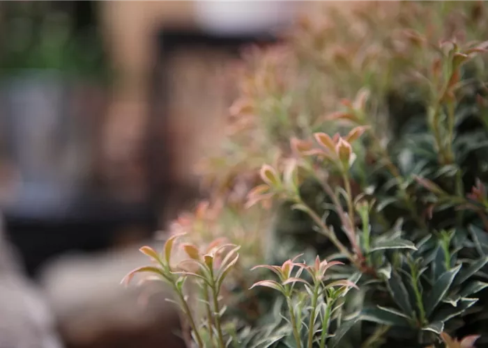 Japanisches Schattenglöckchen - Einpflanzen im Garten