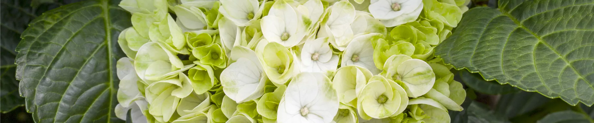 Hydrangea macrophylla 'Hochzeits-Hortensie®' Hydrangea macrophylla 'Hochzeits-Hortensie®'